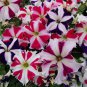 Petunia Heirloom Harvest 400 Seeds