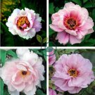 Heirloom 'Hua Wang' White Pink Black Peony Plant 10 Seeds