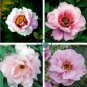 Heirloom 'Hua Wang' White Pink Black Peony Plant 10 Seeds