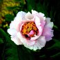 Heirloom 'Hua Wang' White Pink Black Peony Plant 10 Seeds