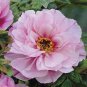 Heirloom 'Hua Wang' White Pink Black Peony Plant 10 Seeds