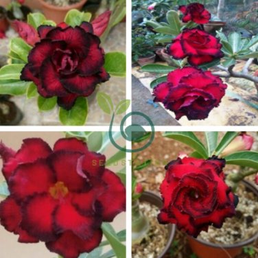Adenium Blackish Dark Red Desert Rose Flower 4 Seeds