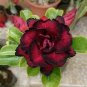 Adenium Blackish Dark Red Desert Rose Flower 4 Seeds