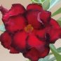 Adenium Blackish Dark Red Desert Rose Flower 4 Seeds