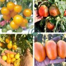 Tomato Buratinorjs Light Orange Uniquely Shaped Fruit 200 Seeds