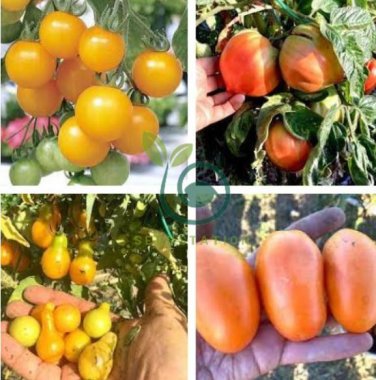 Tomato Buratinorjs Light Orange Uniquely Shaped Fruit 200 Seeds
