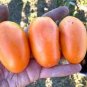 Tomato Buratinorjs Light Orange Uniquely Shaped Fruit 200 Seeds