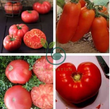 Pink 'balloon' Tomato Organic 200 Seeds