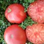 Pink 'balloon' Tomato Organic 200 Seeds