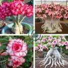 'Border Gem' Adenium Obesum Indoor Bonsai Flower 4 Seeds