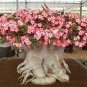 'Border Gem' Adenium Obesum Indoor Bonsai Flower 4 Seeds