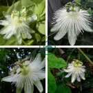 Passiflora Purely White Flower 60 Seeds