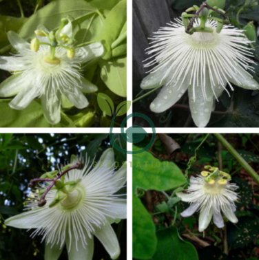 Passiflora Purely White Flower 60 Seeds