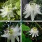 Passiflora Purely White Flower 60 Seeds