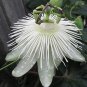 Passiflora Purely White Flower 60 Seeds