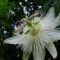 Passiflora Purely White Flower 60 Seeds