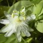 Passiflora Purely White Flower 60 Seeds