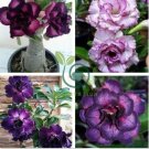 Rare Heirloom 'Tasi' Purple Red Adenium Perennial Flower 4 Seeds