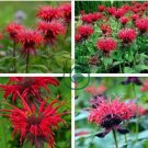 Red Bee Balm Monarda Flower 30 Seeds