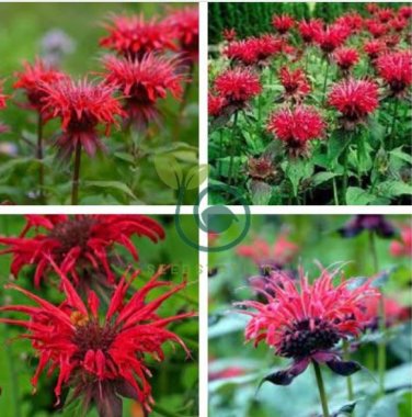 Red Bee Balm Monarda Flower 30 Seeds