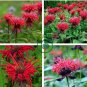 Red Bee Balm Monarda Flower 30 Seeds