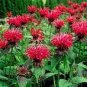 Red Bee Balm Monarda Flower 30 Seeds