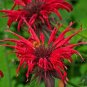 Red Bee Balm Monarda Flower 30 Seeds