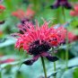 Red Bee Balm Monarda Flower 30 Seeds
