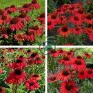 Dark Red Echinacea 6-layer Big Blooms Bonsai Flowers 200 Seeds