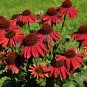 Dark Red Echinacea 6-layer Big Blooms Bonsai Flowers 200 Seeds