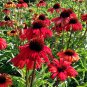 Dark Red Echinacea 6-layer Big Blooms Bonsai Flowers 200 Seeds