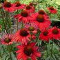 Dark Red Echinacea 6-layer Big Blooms Bonsai Flowers 200 Seeds