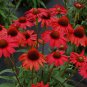 Dark Red Echinacea 6-layer Big Blooms Bonsai Flowers 200 Seeds