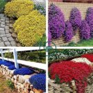 Cress Rock Creeping Thyme Flower 200 Seeds