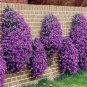 Cress Rock Creeping Thyme Flower 200 Seeds