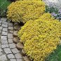 Cress Rock Creeping Thyme Flower 200 Seeds