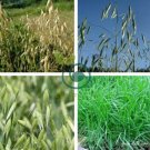 Hulless Oats Plant 200 Seeds