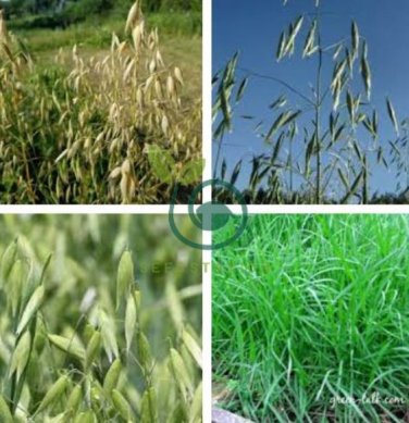 Hulless Oats Plant 200 Seeds