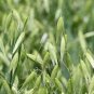 Hulless Oats Plant 200 Seeds