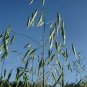 Hulless Oats Plant 200 Seeds