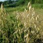Hulless Oats Plant 200 Seeds