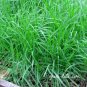 Hulless Oats Plant 200 Seeds