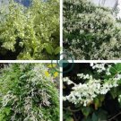 Silver LACE Vine Polygonum Aubertii 20 Seeds