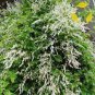 Silver LACE Vine Polygonum Aubertii 20 Seeds