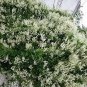 Silver LACE Vine Polygonum Aubertii 20 Seeds