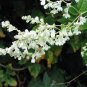 Silver LACE Vine Polygonum Aubertii 20 Seeds