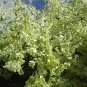 Silver LACE Vine Polygonum Aubertii 20 Seeds