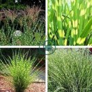 Zebra Grass Seeds Miscanthus Sinensis Zebrinus 100 Seeds