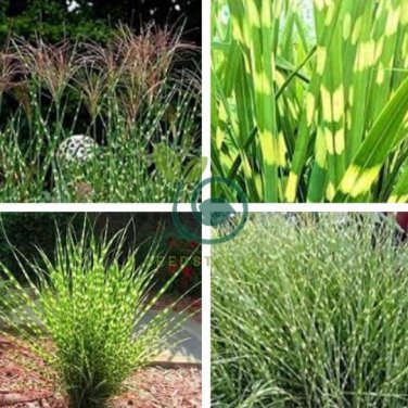 Zebra Grass Seeds Miscanthus Sinensis Zebrinus 100 Seeds