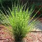 Zebra Grass Seeds Miscanthus Sinensis Zebrinus 100 Seeds